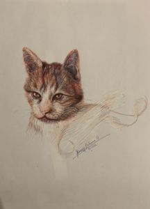 Pen drawing of a cat by Simon Erhimu